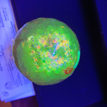 Load image into Gallery viewer, Glow-in-the-Dark Dragon Egg