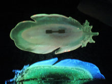 Load image into Gallery viewer, Glow-in-the-Dark Feather Dish with Gold Leaf