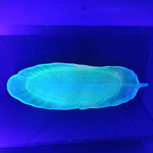 Load image into Gallery viewer, Glow-in-the-Dark Feather dish stick incense holder
